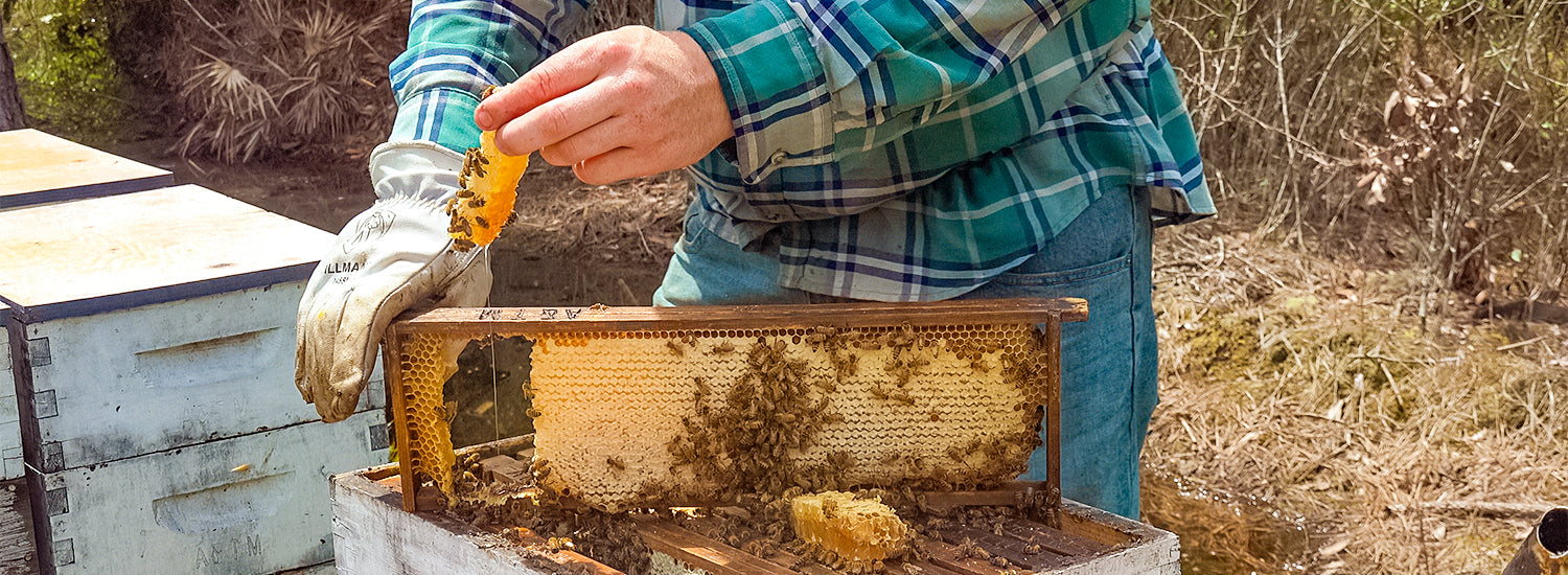 "A beekeeper cutting a piece from the honeycomb just removed from the hive."
