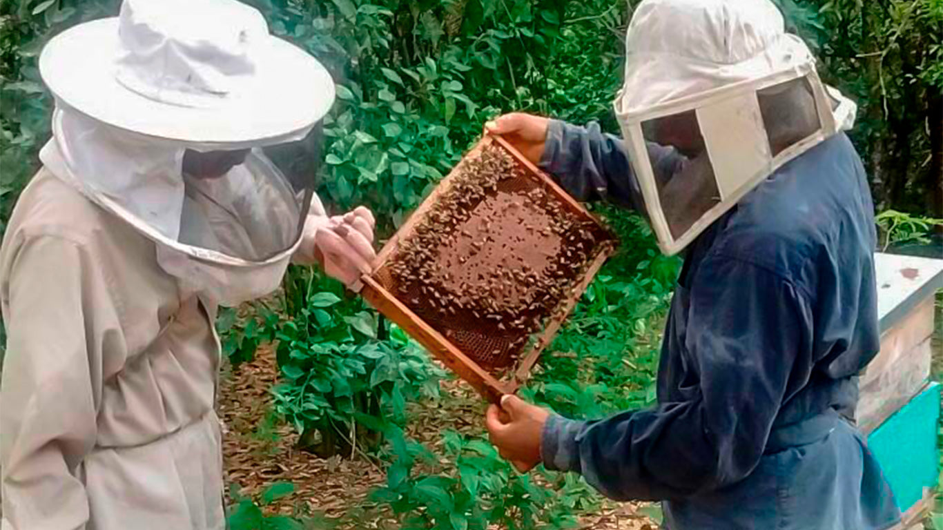 "Two beekeepers inspecting a honeycomb."