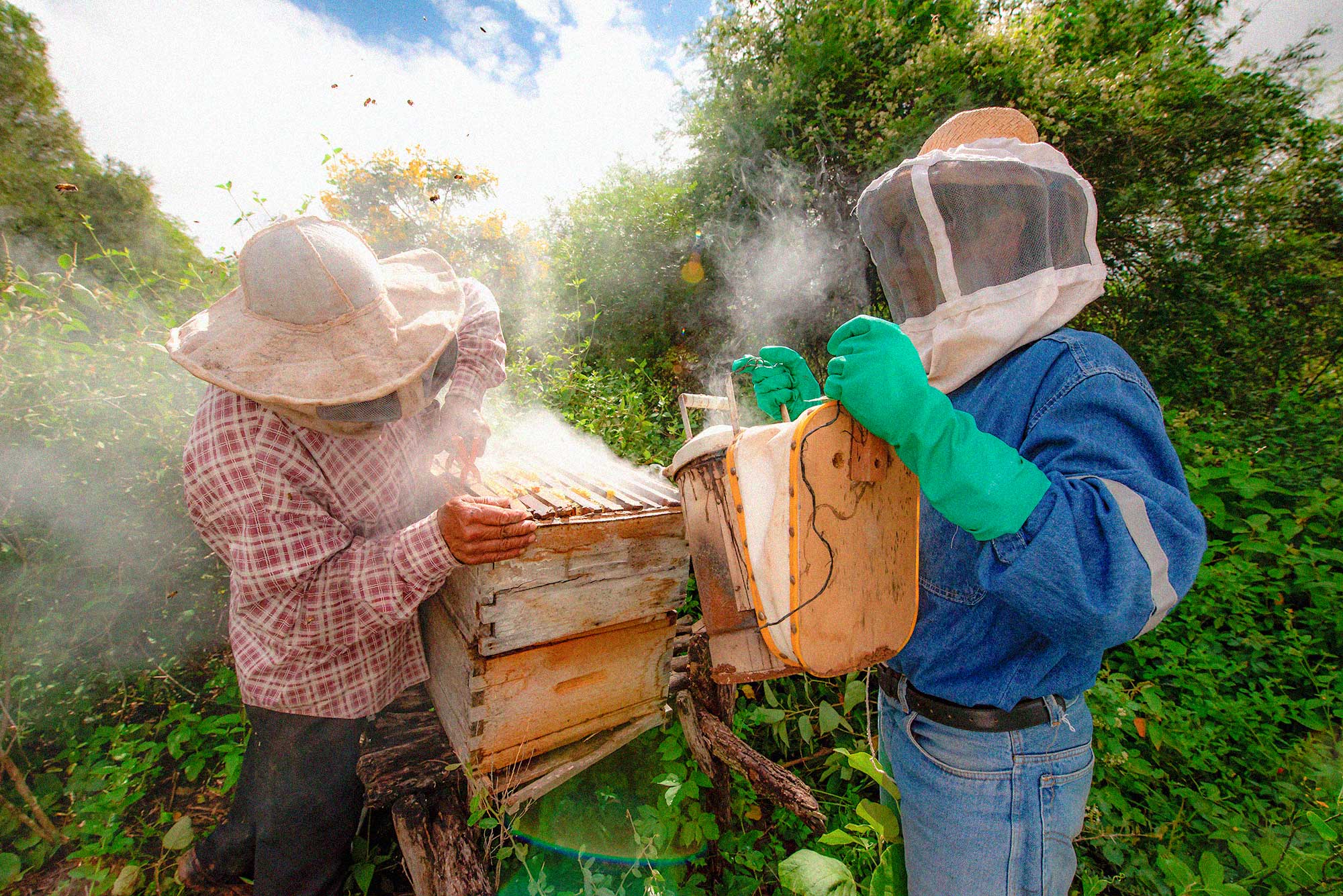 2 beekeepers working in their beehives