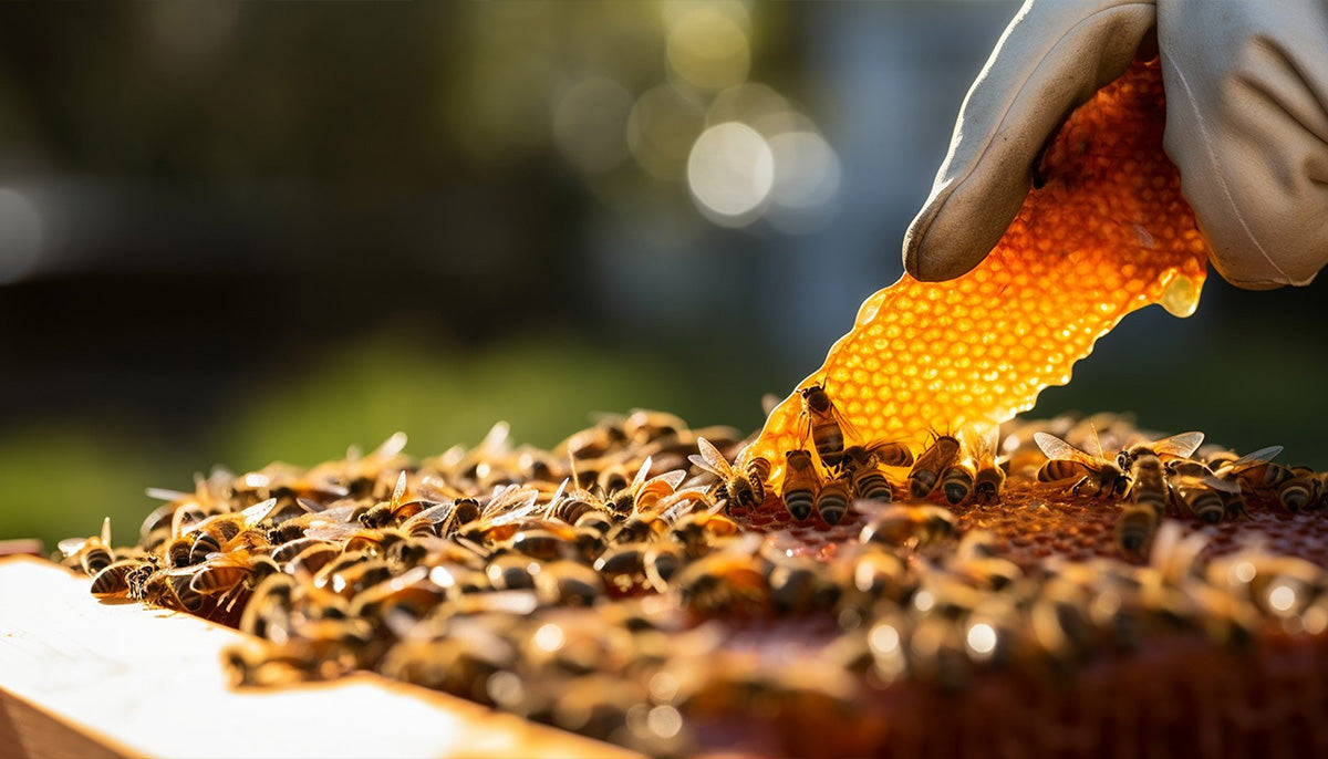 "Close-up of a piece of honeycomb with bees emerging from it."