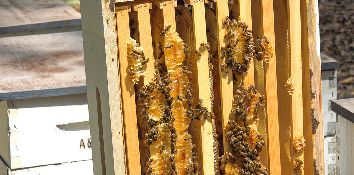 Honey bees and natural honeycomb inside wooden hive frames, representing private label honey production and sourcing.