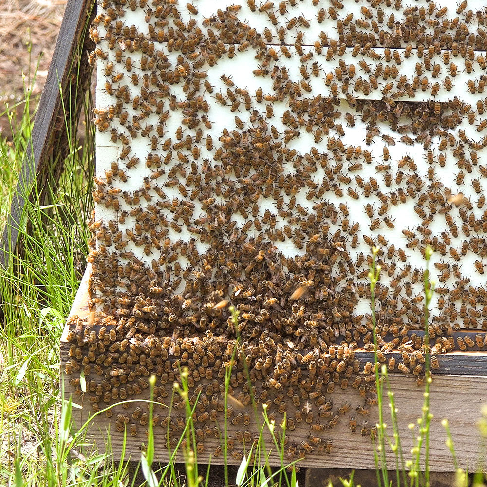 bees in a hive