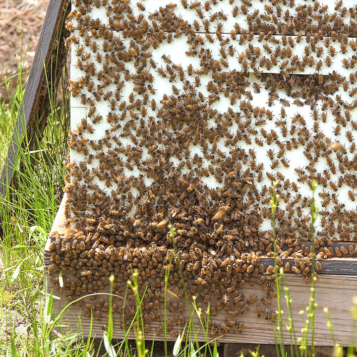 bees in a hive
