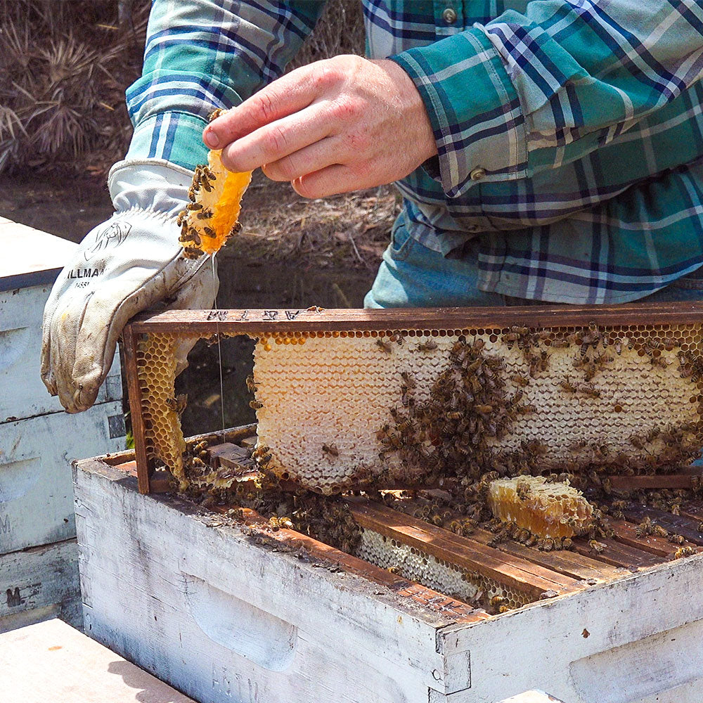 A beekeeper removing a piece of comb from the hive, with honey dripping and bees in it.