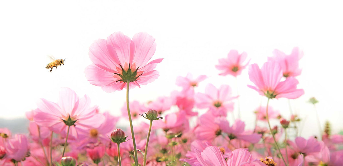 Honey bee flying among soft pink cosmos wildflowers in a bright blooming meadow, representing a natural floral source for honey.