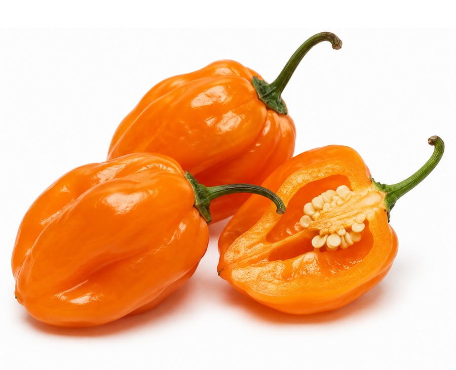 Orange habanero peppers