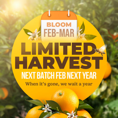 Orange Blossom Honey (White) 661 lbs Drum
