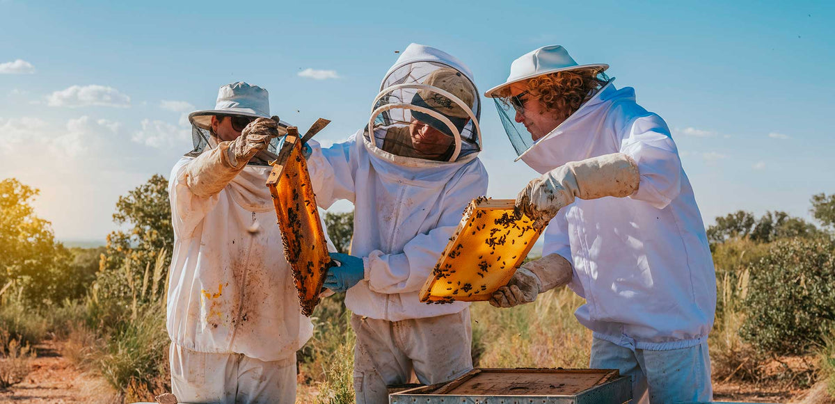 Three beekeepers in protective suits inspecting honeycomb frames covered with bees at an outdoor apiary.