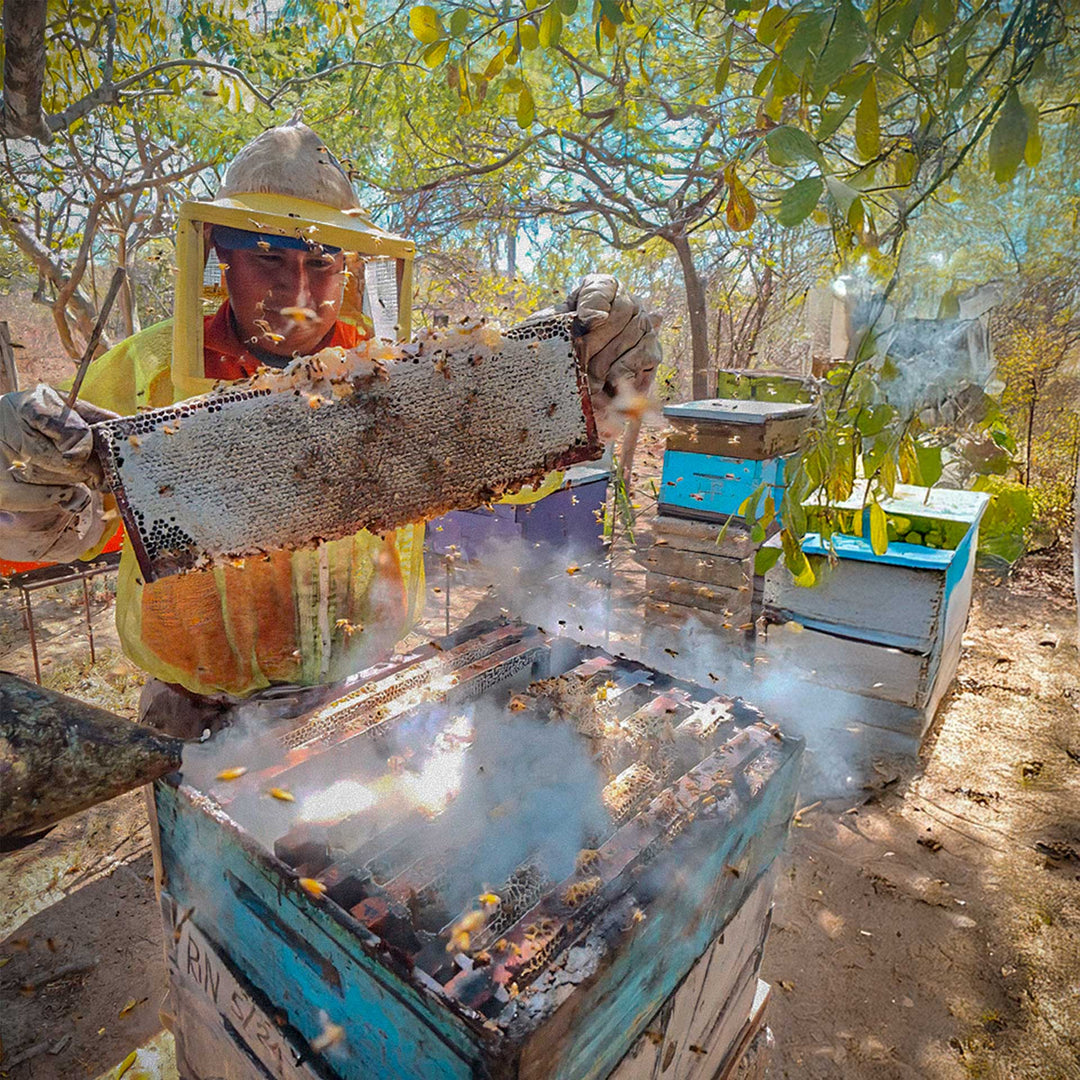 Beekeeper inspecting a honeycomb frame at an active apiary, surrounded by honey bees and beehives, showcasing traditional beekeeping and natural honey production.