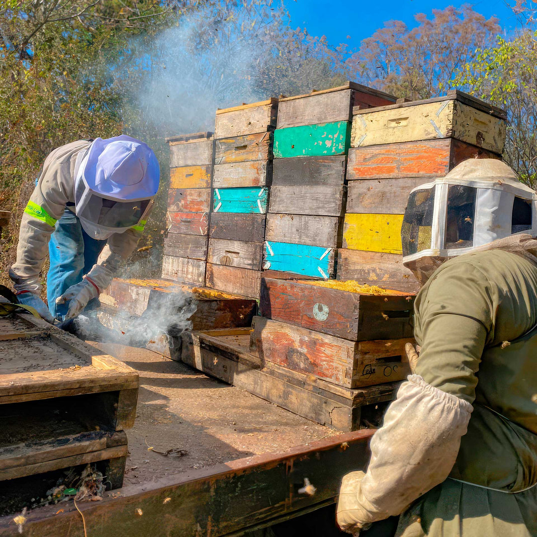 Beekeepers working with stacked wooden beehives and a bee smoker at an active apiary, demonstrating hands-on hive management and honey production.