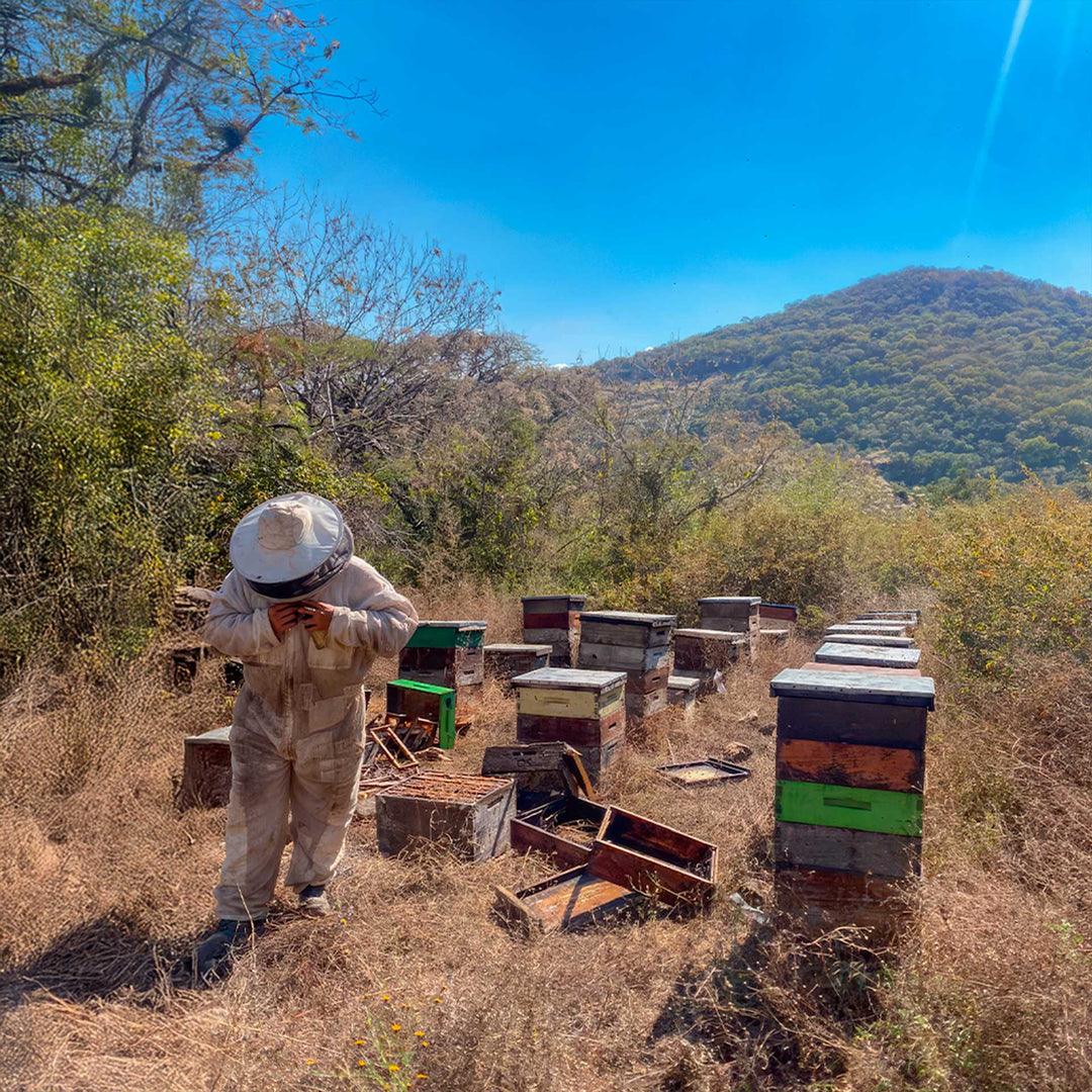 Beekeeper inspecting a remote apiary with multiple beehives in a natural woodland setting, showcasing traditional honey production and beekeeping.