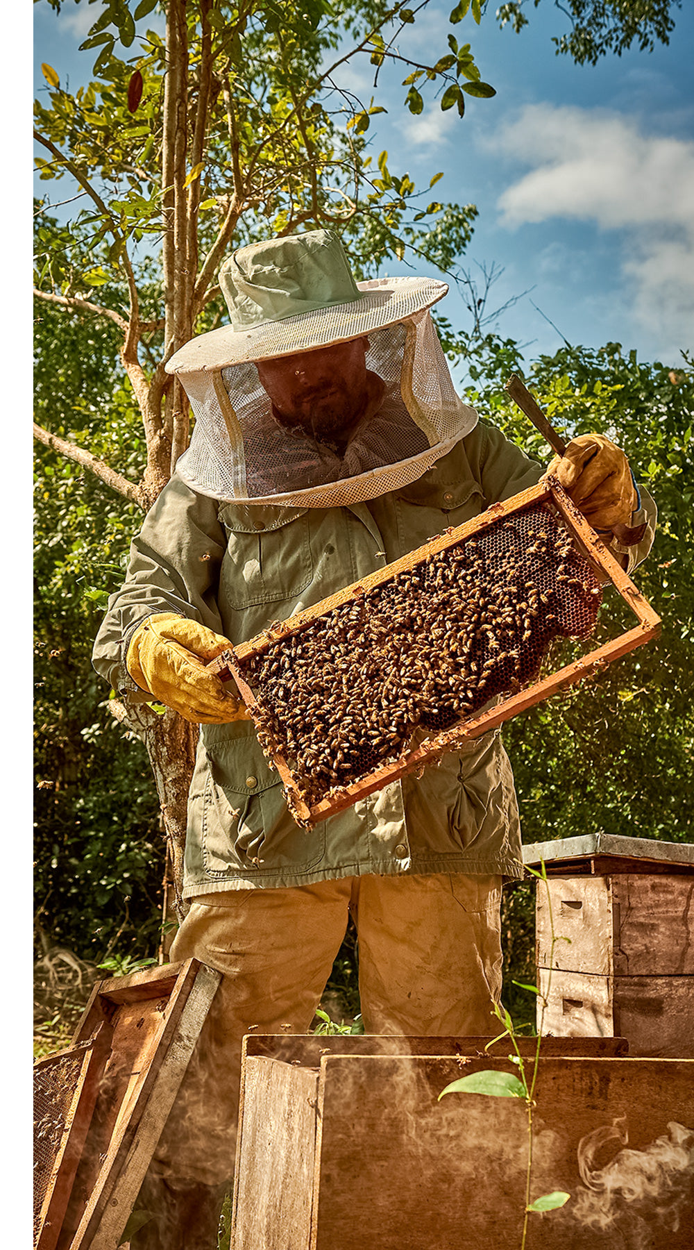 Beekeeper inspecting a honeybee-covered hive frame in a natural woodland apiary, showcasing hands-on beekeeping and honey production.