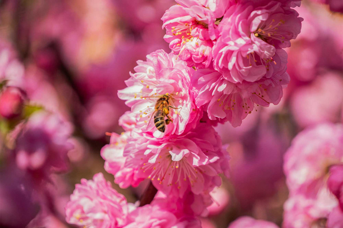 Honey bee collecting nectar from vibrant pink blossoms, representing natural honey for foodservice applications.