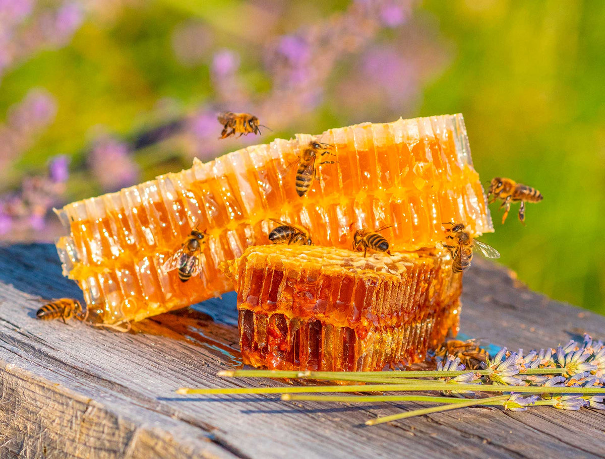 Golden honeycomb pieces filled with raw honey and surrounded by honey bees in a natural outdoor setting.