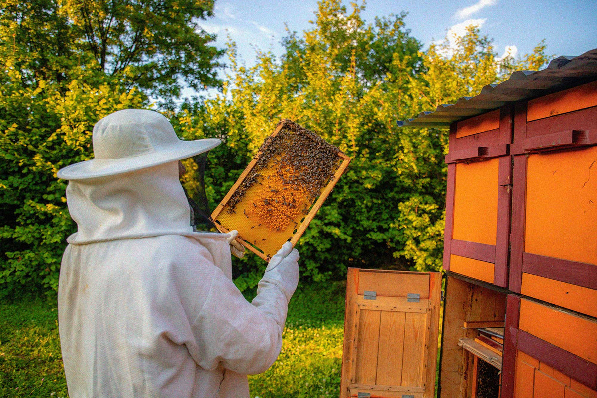 Beekeeper inspecting a honeycomb frame covered with honey bees beside wooden beehives in a lush natural setting.