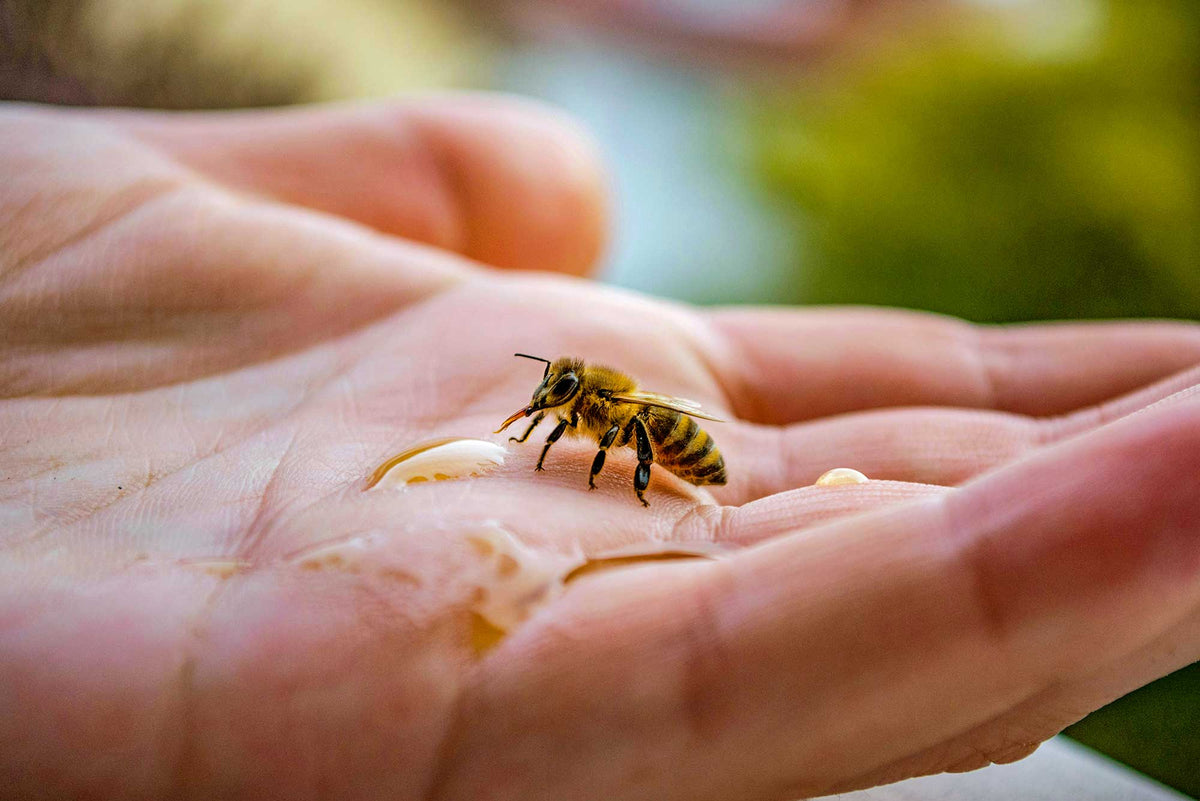 Honey bee resting on a hand with drops of pure golden honey, representing the natural connection between beekeeping, bees and authentic honey production.