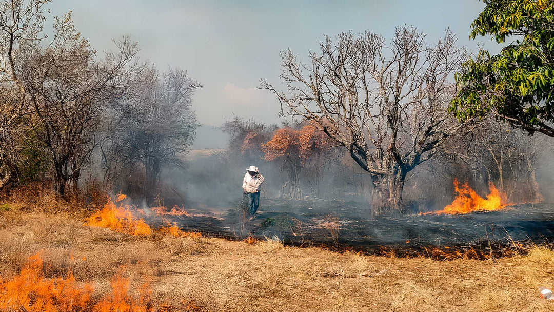 Beekeeper working near an active grass fire in a dry woodland area, highlighting environmental challenges and wildfire risks affecting apiaries and honey production.
