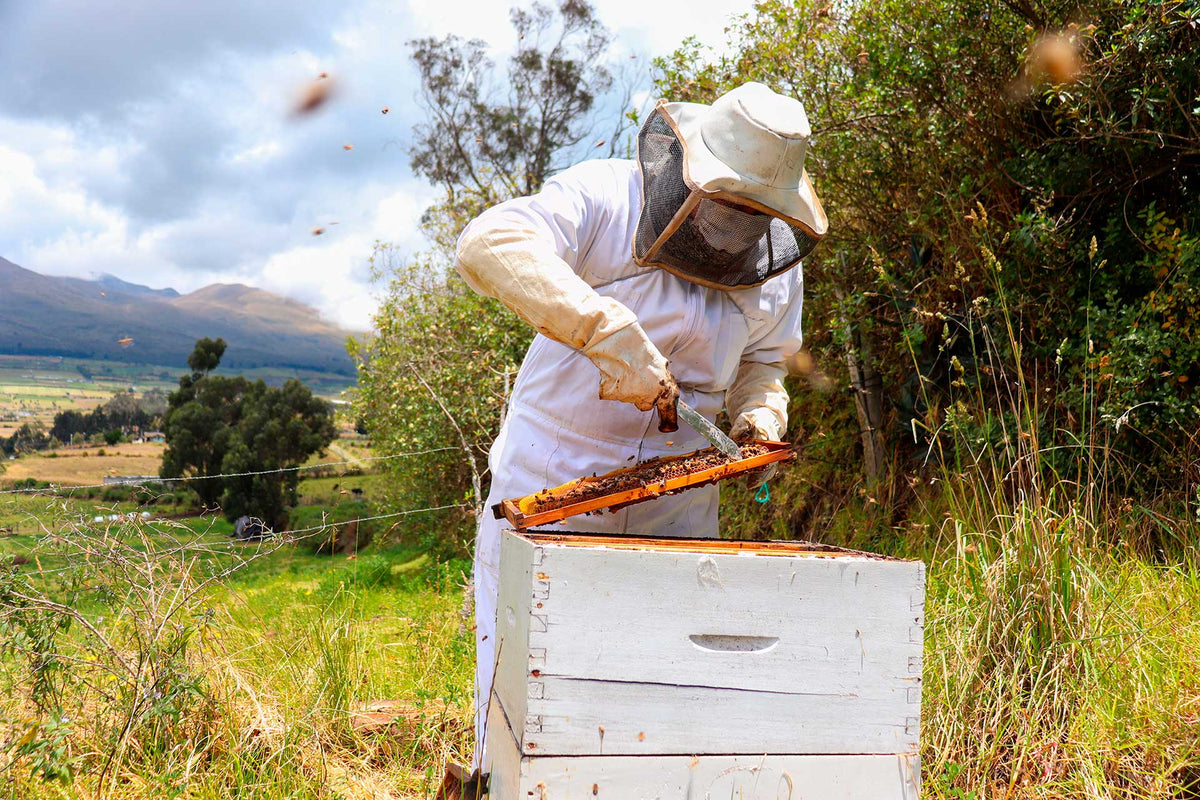 Beekeeper in protective gear inspecting a honeycomb frame from a beehive surrounded by bees in a natural outdoor setting.