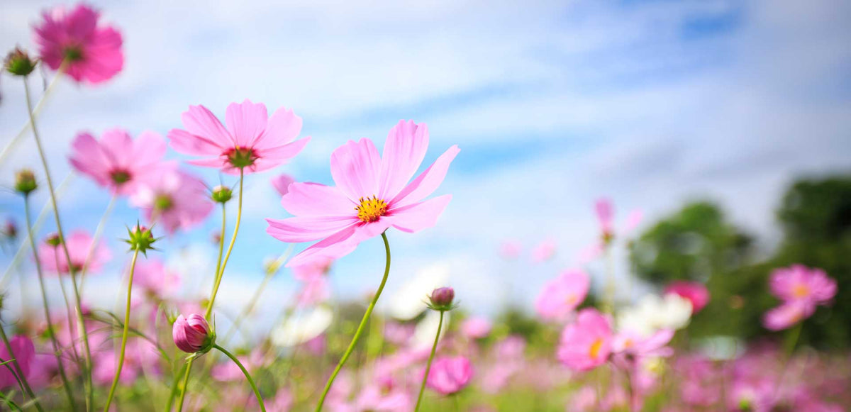 Pink cosmos wildflowers blooming in a sunny meadow under a bright blue sky, representing a natural floral source for honey.