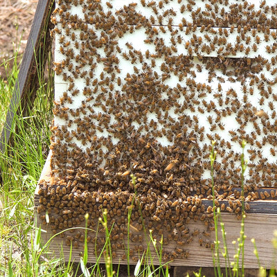 a close up of a beehive completely filled with bees