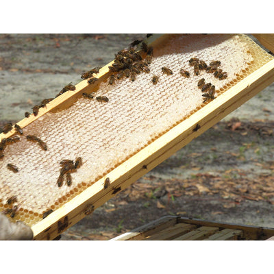 a honeycomb frame with bees in it